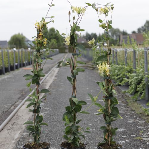 [P] Lonicera periclymenum 'Scentsation' (PBR) cont. 3L high 80-100 cm +ф