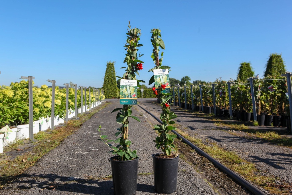 [P] Lonicera periclymenum 'Scentsation' (PBR) cont. 3L high 80-100 cm +ф
