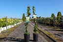 Lonicera periclymenum 'Scentsation' (PBR) cont. 3L high 80-100 cm +ф