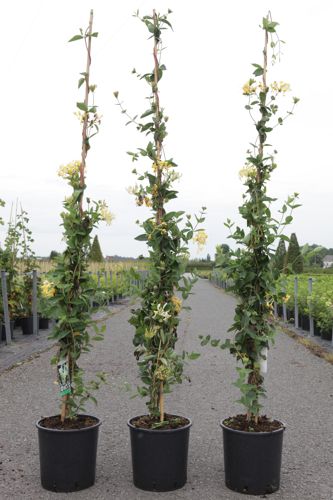 [P] Lonicera periclymenum 'Scentsation' (PBR) cont. 9L haut 150/+ cm +p