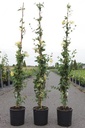 Lonicera periclymenum 'Scentsation' (PBR) cont. 9L high 150/+ cm +p