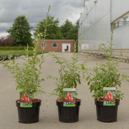 [P] Lycium barbarum 'Big Lifeberry®' cont. 3,6L 30-40 cm +B