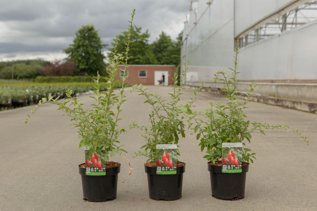 Lycium barbarum 'Big Lifeberry®' cont. 3,6L 30-40 cm +p