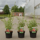 Lycium barbarum 'Big Lifeberry®' cont. 3,6L 30-40 cm +B