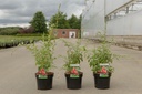 Lycium barbarum 'Big Lifeberry®' cont. 3,6L 30-40 cm +p