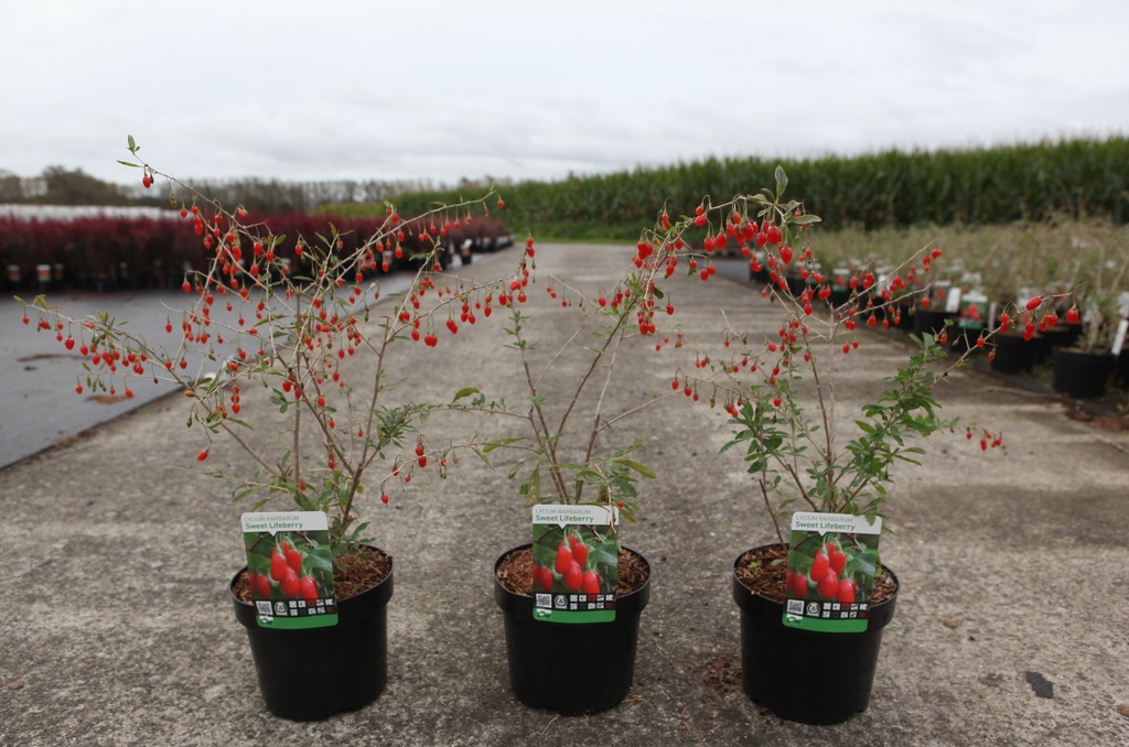 [P] Lycium barbarum 'Sweet Lifeberry®' cont. 3,6L 30-40 cm +ф