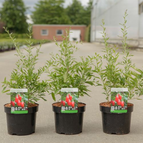 Lycium barbarum 'Sweet Lifeberry®' cont. 3,6L 30-40 cm +p