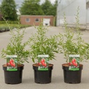 Lycium barbarum 'Sweet Lifeberry®' cont. 3,6L 30-40 cm +p
