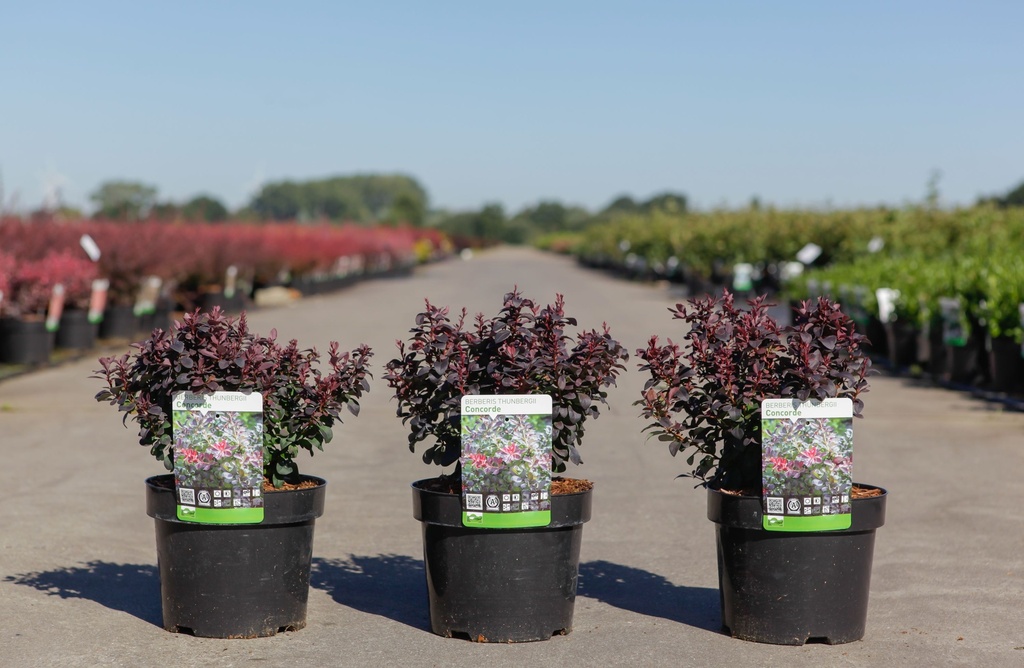 Berberis thunbergii 'Concorde' cont. 3,6L 30/+ cm +p