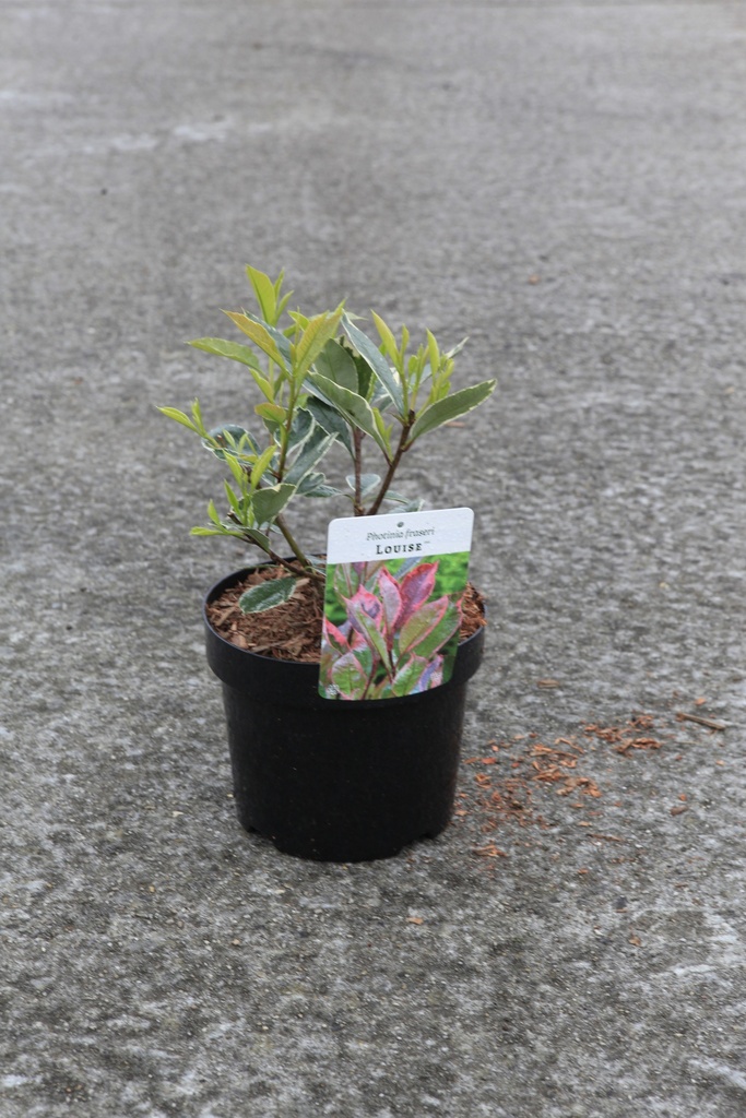 [P] Photinia fraseri LOUISE (PBR) Kont. 3,6L 30-40 cm +B