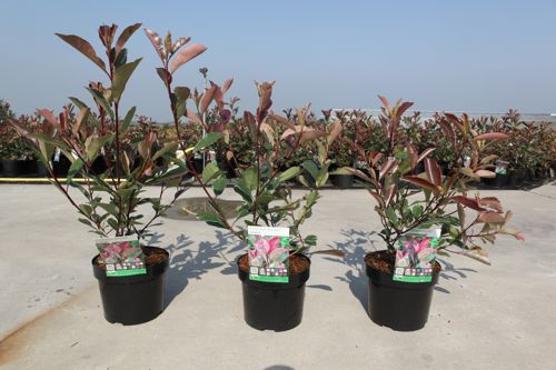Photinia fraseri LOUISE (PBR) cont. 3,6L 30-40 cm +p