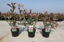 Photinia fraseri LOUISE (PBR) cont. 3,6L 30-40 cm +B