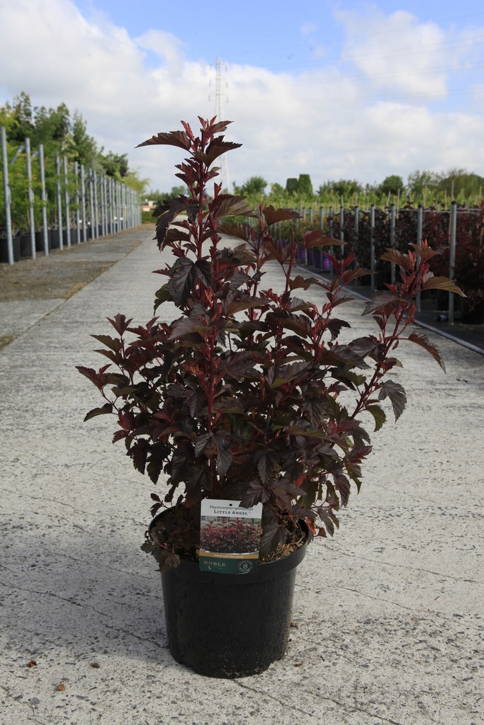 Physocarpus opulifolius LITTLE ANGEL (PBR) cont. 10L 60-80 cm +f