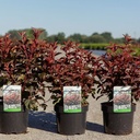 Physocarpus opulifolius LITTLE ANGEL (PBR) cont. 10L 60-80 cm +ф