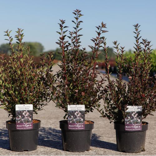 Physocarpus opulifolius First Editions® LITTLE DEVIL® (PBR) cont. 3,6L 40-50 cm +ф
