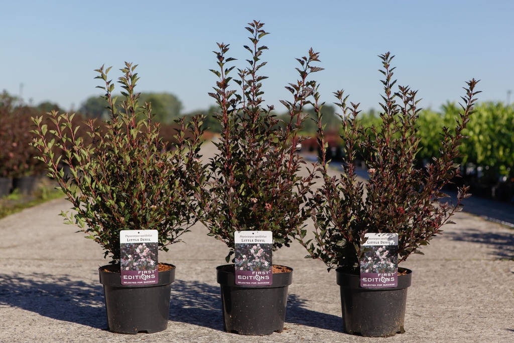 Physocarpus opulifolius First Editions® LITTLE DEVIL® (PBR) cont. 3,6L 40-50 cm +f