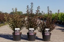 Physocarpus opulifolius First Editions® LITTLE DEVIL® (PBR) cont. 3,6L 40-50 cm +p