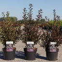 Physocarpus opulifolius First Editions® LITTLE DEVIL® (PBR) cont. 3,6L 40-50 cm +p