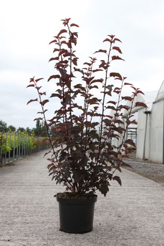 [P] Physocarpus opulifolius LADY IN RED (PBR) cont. 10L 60-80 cm +ф