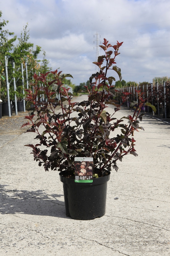 [P] Physocarpus opulifolius LADY IN RED (PBR) cont. 10L 60-80 cm +ф