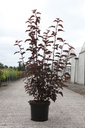 Physocarpus opulifolius LADY IN RED (PBR) cont. 10L 60-80 cm +ф