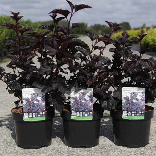 Physocarpus opulifolius MIDNIGHT (PBR) cont. 3,6L 40-50 cm +B