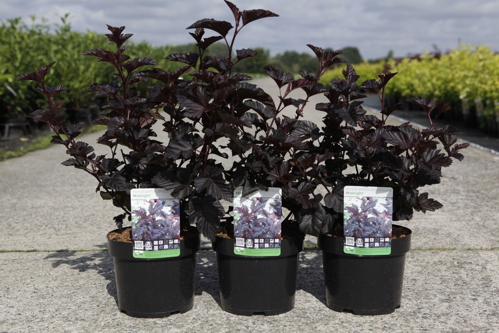 Physocarpus opulifolius MIDNIGHT (PBR) cont. 3,6L 40-50 cm +f