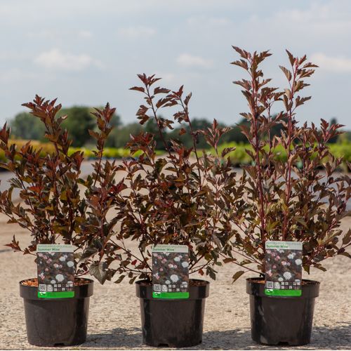 [P] Physocarpus opulifolius SUMMER WINE (PBR) cont. 3,6L 40-60 cm +ф
