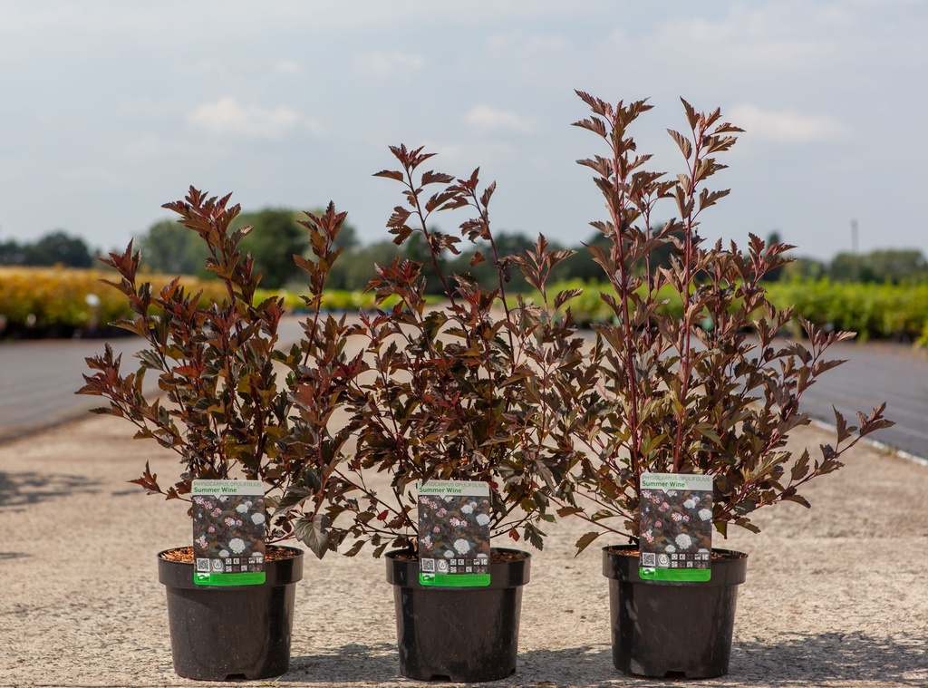 Physocarpus opulifolius SUMMER WINE (PBR) cont. 3,6L 40-60 cm +p