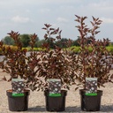 Physocarpus opulifolius SUMMER WINE (PBR) cont. 3,6L 40-60 cm +B