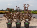Physocarpus opulifolius SUMMER WINE (PBR) cont. 3,6L 40-60 cm +p