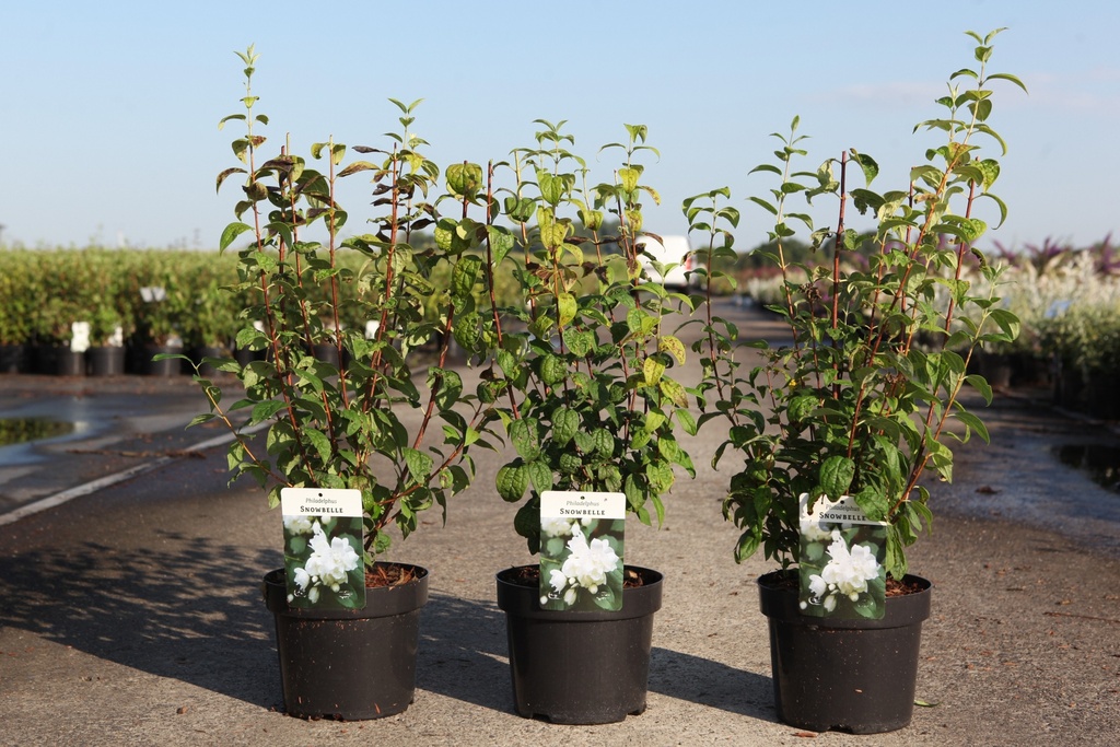 Philadelphus 'Snowbelle' cont. 3,6L 50-60 cm +f