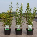Philadelphus 'Snowbelle' cont. 3,6L 50-60 cm +ф