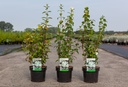 Philadelphus 'Snowbelle' cont. 3,6L 50-60 cm +B
