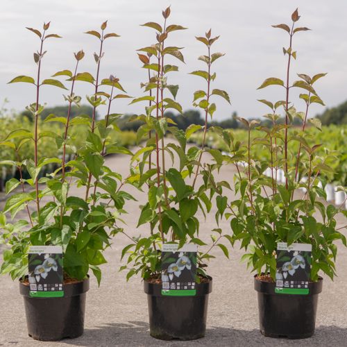 [P] Philadelphus 'Starbright' (PBR) cont. 3,6L 40-50 cm +ф