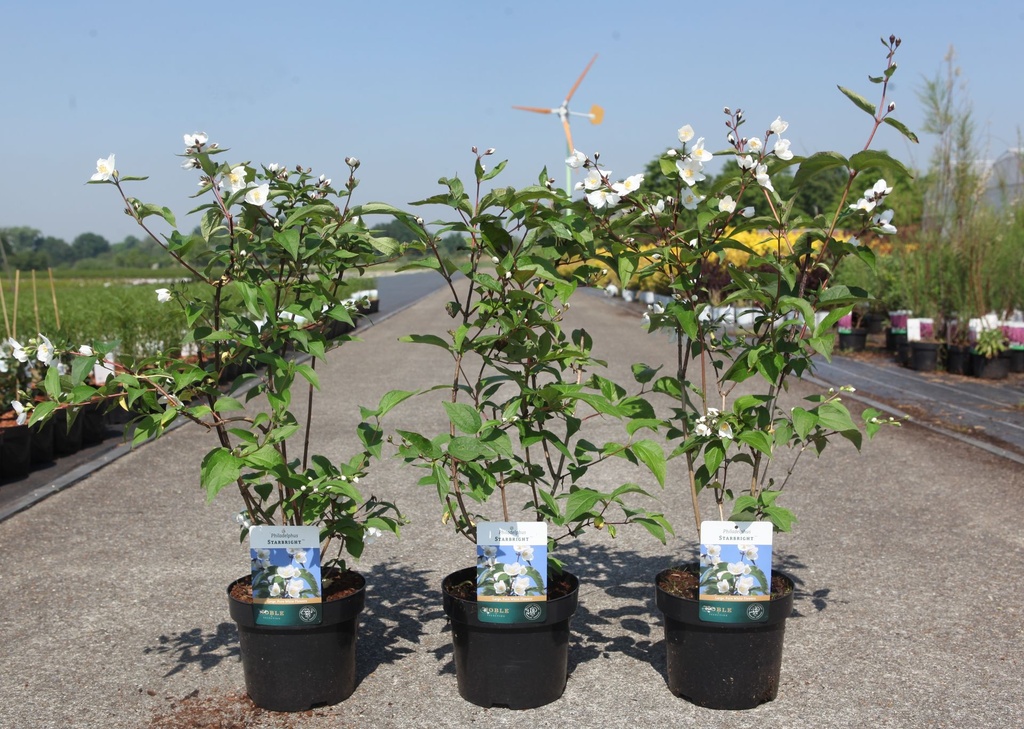 Philadelphus 'Starbright' (PBR) cont. 3,6L 40-50 cm +B