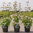 Philadelphus 'Starbright' (PBR) cont. 3,6L 40-50 cm +ф