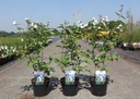 Philadelphus 'Starbright' (PBR) cont. 3,6L 40-50 cm +B