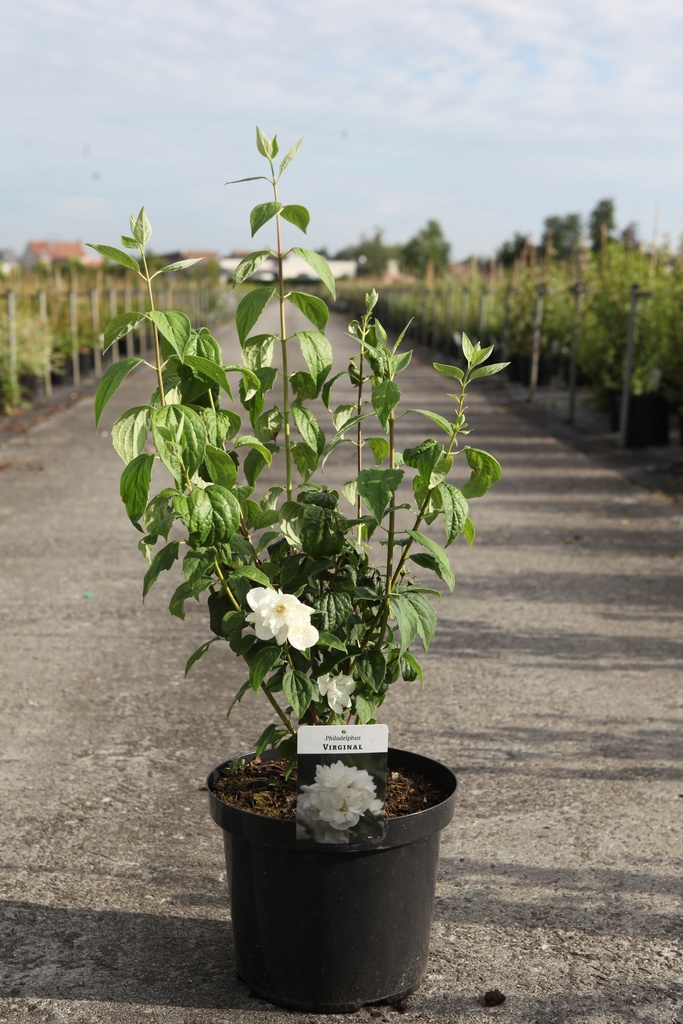 [P] Philadelphus 'Virginal' cont. 10L 80-100 cm +ф