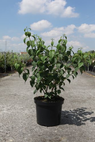 [P] Philadelphus 'Virginal' cont. 10L 80-100 cm +p