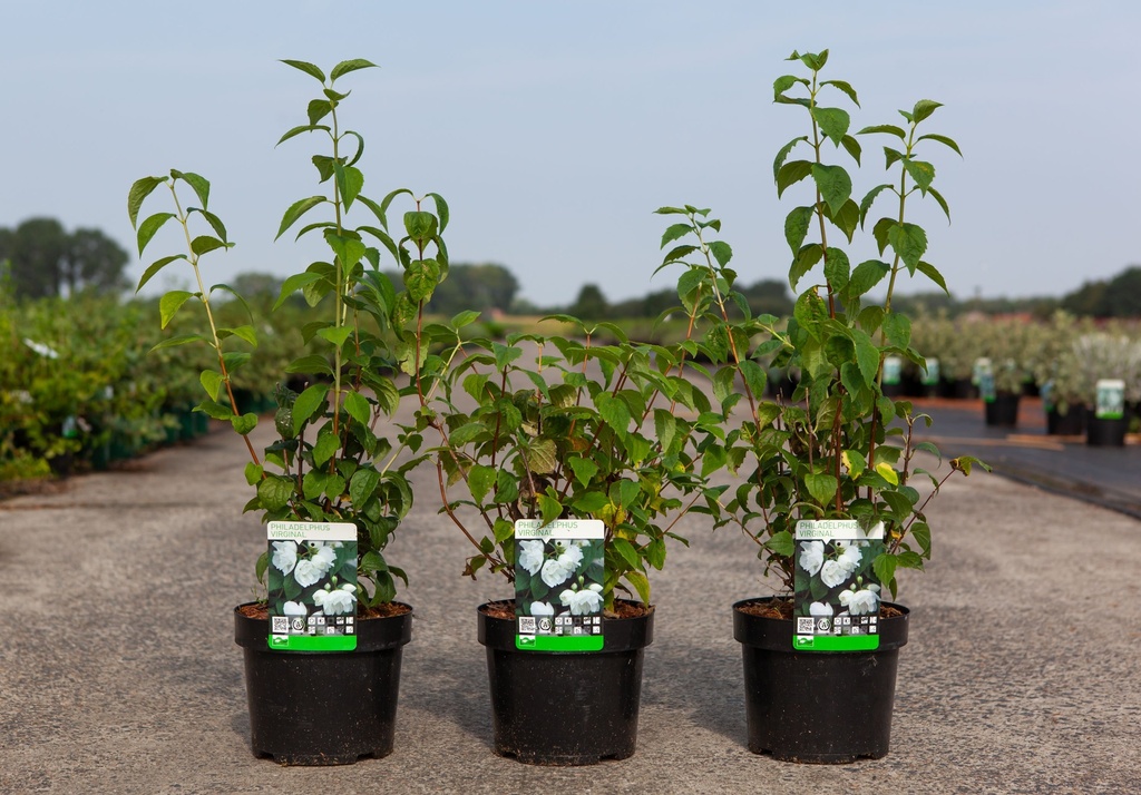 [P] Philadelphus 'Virginal' cont. 3,6L 60/+ cm +ф