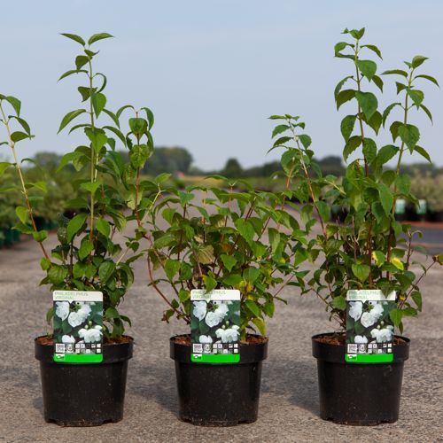 Philadelphus 'Virginal' cont. 3,6L 60/+ cm +p