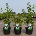 Philadelphus 'Virginal' cont. 3,6L 60/+ cm +ф