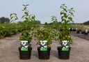 Philadelphus 'Virginal' cont. 3,6L 60/+ cm +p