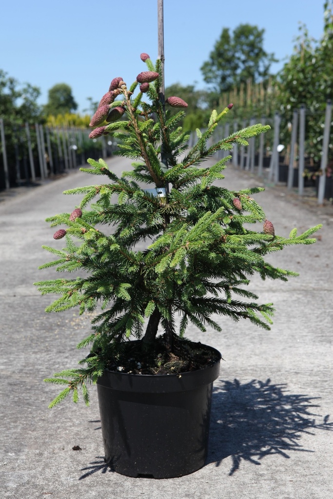 Picea abies 'Acrocona' cont. 7,5L 50/+ cm