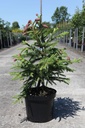 Picea abies 'Acrocona' cont. 7,5L 50/+ cm