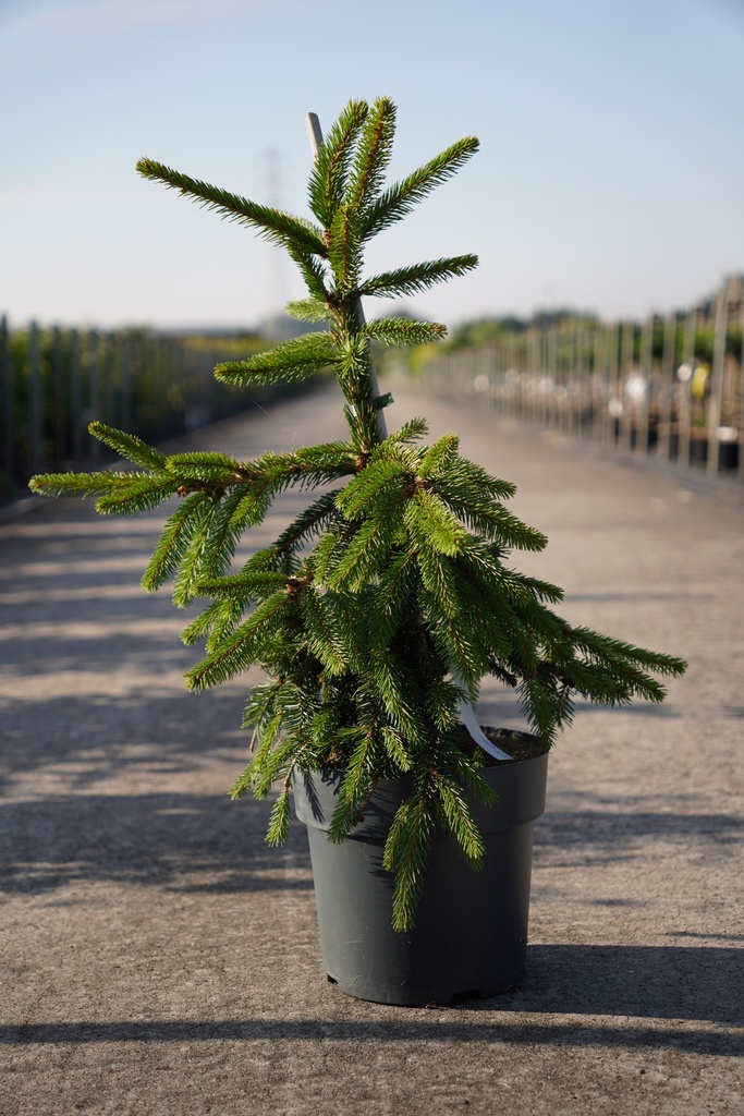 Picea abies 'Inversa' cont. 7,5L 60-80 cm