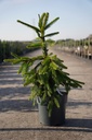 Picea abies 'Inversa' cont. 7,5L 60-80 cm