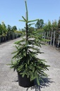 Picea abies 'Inversa' cont. 7,5L 60-80 cm