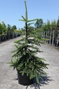 Picea abies 'Inversa' cont. 7,5L 60-80 cm